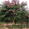 苗圃直銷紫薇紅花 又名百日紅 紅火箭 風(fēng)景樹 庭蔭樹 行道樹