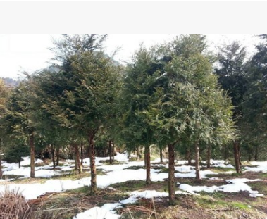 南方紅豆杉8-10公分基地直銷，紅豆杉大樹苗