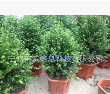 紅豆杉盆景苗基地直銷農戶價供應