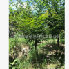 雞爪槭2 3 4公分基地大量批發直銷雞爪楓綠化苗木