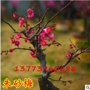 批發紅梅樹花苗盆景朱砂梅臘梅花苗烏梅正宗南京紅須骨里紅