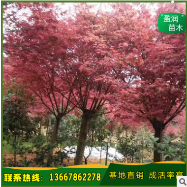 廠家直銷 中國紅楓 紅楓樹 紅楓觀賞樹 價格從優 基地直發