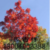 柞樹(shù) 棹樹(shù)蒙古礫五角 五角楓球 叢生五角風(fēng) 蒙古櫟