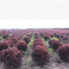 營(yíng)養(yǎng)杯紅葉李 紅葉李苗 紅葉李綠籬圃 小苗