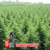 供應(yīng)綠化工程園林綠化苗木 雪松苗 規(guī)格齊全基地直銷綠化小苗雪松