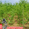 銀杏樹 大量批發(fā)白果景觀綠化行道樹白果小苗 銀杏樹苗大小規(guī)格