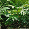 苗圃長期直銷供應(yīng)香椿樹苗 萌芽率高 成率高易管理香椿樹苗*