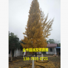 廣西 桂林 全州 銀杏樹 綠化 質(zhì)量保證 基地