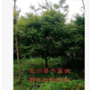 98193基地直銷批發紅楓