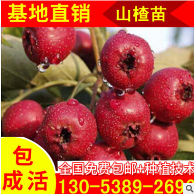 五公分山楂樹苗現(xiàn)貨供應(yīng) 大金星山楂小苗批發(fā) 個大高產(chǎn)山楂苗子