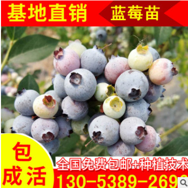 萊克西藍莓樹苗現(xiàn)貨大量供應(yīng) 五年藍莓大苗批發(fā) 大型藍莓樹苗基地