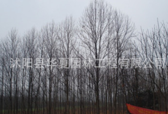 廉價出售各種規(guī)格的馬褂木綠化苗木10公分價格460元 特大馬褂木