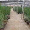大量出售東北紅豆杉苗高120公分左右120元 其它規(guī)格和紅豆杉種子