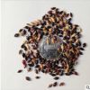進(jìn)口紫花苜蓿種子苜蓿草南方北方多年生耐寒牛羊兔牧草