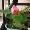 當(dāng)年開花 迷你碗蓮種根 種藕 碗蓮根塊 顏色品種齊全