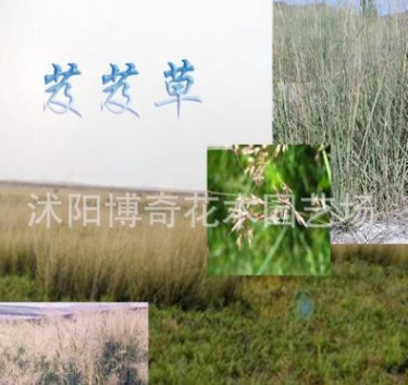 現(xiàn)貨 花卉種子、景觀綠化種子、牧草種子、遠東芨芨草種子 發(fā)芽快