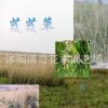 現(xiàn)貨 花卉種子、景觀綠化種子、牧草種子、遠東芨芨草種子 發(fā)芽快