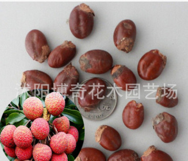 供應(yīng)番荔枝種子 鳳梨釋迦 水果種子 發(fā)芽率高 合適各地種植