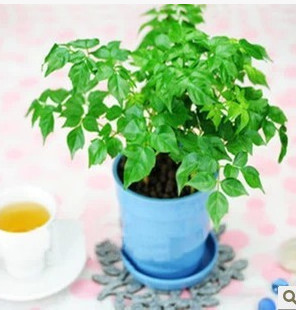 批發(fā)供應(yīng)幸福樹 象征幸福 平安 桌面小盆栽 四季常青 園林植物