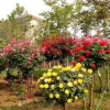 批發(fā)樹狀月季花 月季樹花苗 樹形月季 高檔樹樁當(dāng)年開花3公分粗