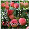 桃樹樹苗 品種齊全 果樹苗 早熟嫁接桃樹苗 3年苗 當年結(jié)果
