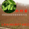 速生水杉樹 水杉小苗 樹苗批發(fā) 水杉樹苗 水杉小苗50cm 水杉樹苗