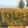 廣玉蘭樹(shù)苗 小區(qū)綠化行道樹(shù) 廣玉蘭小苗南北方