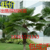 批發棕櫚樹苗 扇子樹 招財樹 棕櫚苗 老人葵