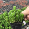青州基地大量供應多肉植物 支持批發 盆栽植物