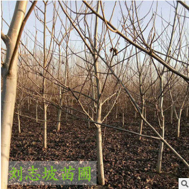 本基地暢銷規(guī)格全 核桃樹 結果多 果大品種純正 核桃樹 現(xiàn)挖現(xiàn)賣