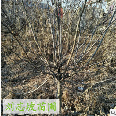 山楂樹果樹 肉質(zhì)細嫩 可盆栽 品種齊全 成活率高 甜山楂樹