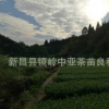 供應新品種中茶108