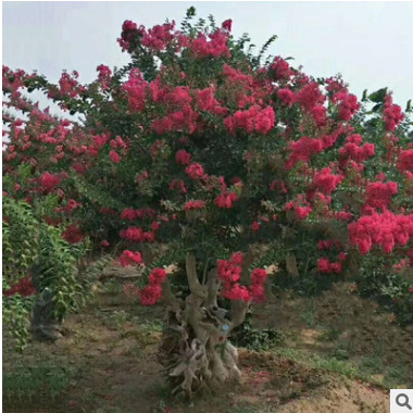 紅火球百日紅 樹苗多規(guī)格紫薇樹 基地供應(yīng)風(fēng)景樹綠化喬木