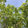 桑樹苗 果樹苗 植樹 種樹 果苗（百年古桑樹嫁接）果實飽滿
