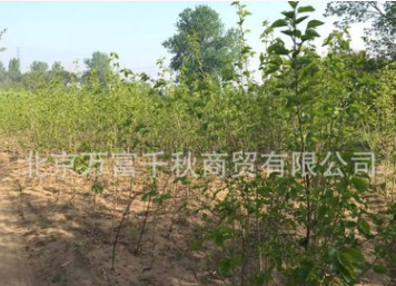 桑樹苗 果樹苗 植樹 種樹 果苗（百年古桑樹嫁接）果實(shí)飽滿