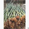 園林綠化用工程竹子 窩竹 貴竹 桂竹 毛竹 現(xiàn)貨供應(yīng) 貨源充足