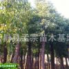 銷售米徑2公分香樟2厘米樟樹 全冠香樟樹 規(guī)格齊全行道樹