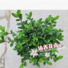 新品種紅燈籠杜鵑苗 比利時西洋杜鵑苗 18杯30cm
