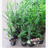 供應綠化苗木 南方紅豆杉苗 規格齊全 70-85高 兩年苗 量大從優