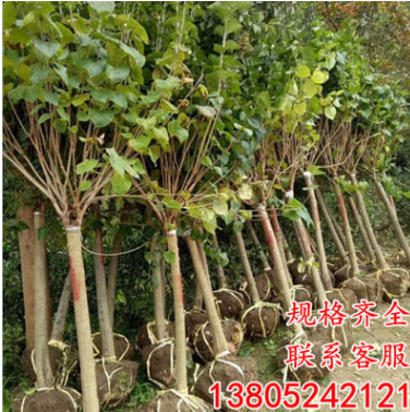 基地直銷丁香苗 批發(fā)丁香花樹苗丁香花小苗叢生紫丁香苗園林綠化