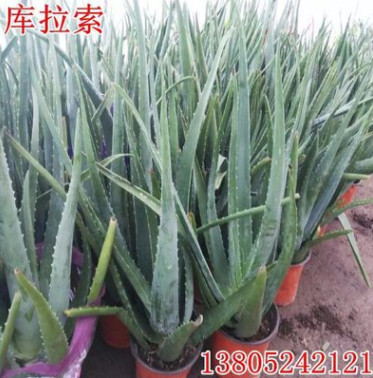 批發(fā)蘆薈苗 庫拉索蘆薈盆栽 大蘆薈植物 食用庫拉索蘆薈 美容蘆薈