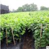 苗圃專業種植葡萄苗價格香峰葡萄苗高品質葡萄苗嫁接葡萄苗供應商