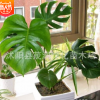 室內(nèi)盆栽擺放觀葉綠植凈化空氣吸收有害氣體龜背竹花語健康長壽