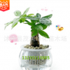 花卉綠植長青室內(nèi)擺放盆栽植物獨(dú)桿發(fā)財樹凈化客氣吸甲醇