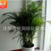 高檔觀葉植物室內(nèi)大型綠植 散尾葵盆栽客廳辦公室鳳尾竹凈化空氣