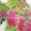集安香花槐種根 東北吉林通化市 集安市出產(chǎn) 高出苗率 適應(yīng)性強(qiáng)