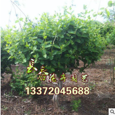 基地批發金銀花苗 耐陰 耐寒 金銀花苗木 金銀花種苗小苗30-100高
