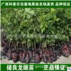 一件代發廣西果苗場|果樹嫁接苗|儲良龍眼樹苗|晚熟脆甜龍眼苗