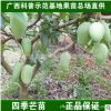 廣西果苗場|四季蜜芒|嫁接果樹苗|芒果嫁接苗|芒果樹苗|盆栽地栽