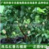 一件代發(fā)臺(tái)灣紅心芭樂嫁接樹苗|紅心番石榴苗|西瓜紅芭苗盆栽地栽
